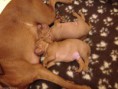 /album/vrh-a-stenatka/img-1654-web-jpg/